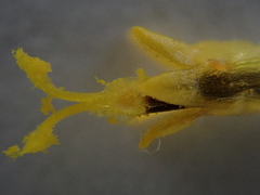 Cosmos bipinnatus