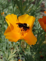 Bombus vosnesenskii