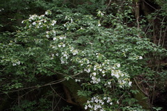 Hydrangea scandens