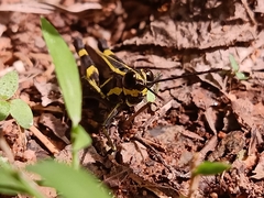 Traulia azureipennis