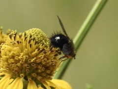 Epalpus albomaculatus