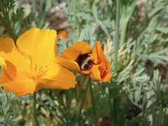Bombus vosnesenskii