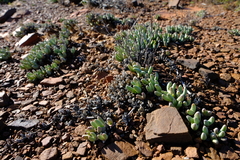 Cephalophyllum curtophyllum