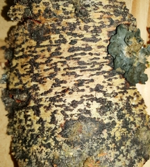 Astrothelium nigratum