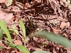 Traulia azureipennis