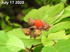 Rubus phoenicolasius