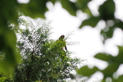 Garrulus glandarius japonicus