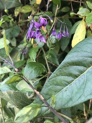 Solanum dulcamara
