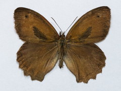 Hyponephele lupinus