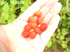 Rubus phoenicolasius