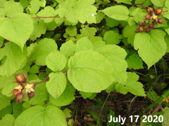 Rubus phoenicolasius