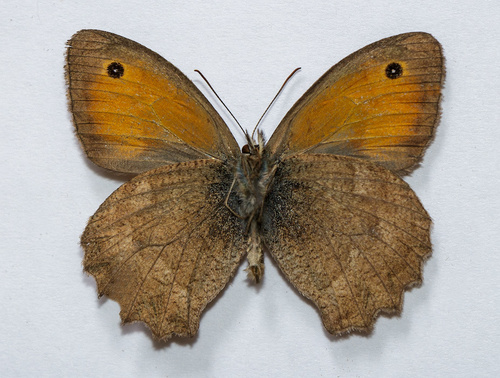 Oriental Meadow Brown