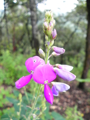 Desmodium bellum
