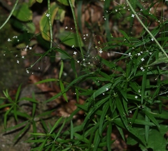 Galium laevigatum