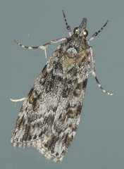 Scoparia syntaracta