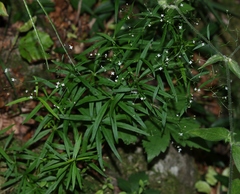 Galium laevigatum
