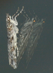 Scoparia syntaracta