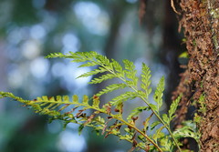 Asplenium gracillimum