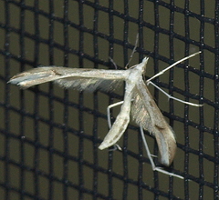 Platyptilia celidotus
