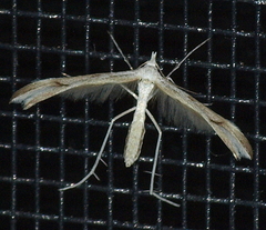 Platyptilia celidotus