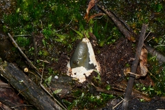 Mutinus cartilagineus