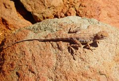 Ctenophorus caudicinctus