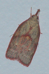 Enchocrates glaucopis
