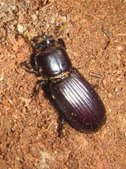 Aulacocyclus edentulus
