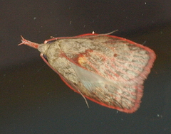 Enchocrates glaucopis