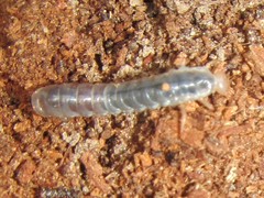 Aulacocyclus edentulus