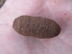 Aulacocyclus edentulus