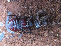 Aulacocyclus edentulus