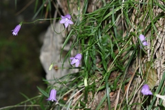 Campanula carnica