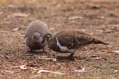 Geophaps smithii blaauwi