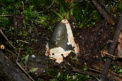 Mutinus cartilagineus
