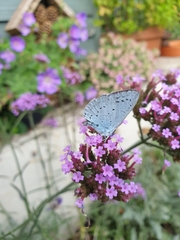Celastrina argiolus