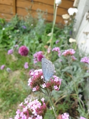 Celastrina argiolus