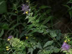 Melampyrum velebiticum