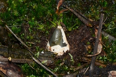 Mutinus cartilagineus