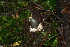 Mutinus cartilagineus