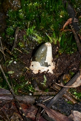 Mutinus cartilagineus