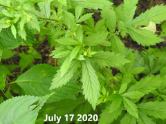 Agrimonia pilosa