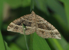 Chrysolarentia subrectaria