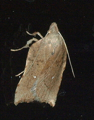 Arachnographa micrastrella