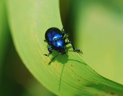 Chrysochus chinensis