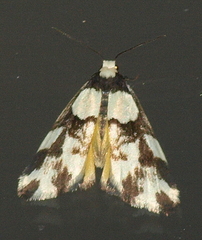 Thallarcha phalarota