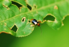 Monolepta quadriguttata