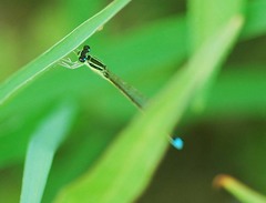 Ischnura asiatica