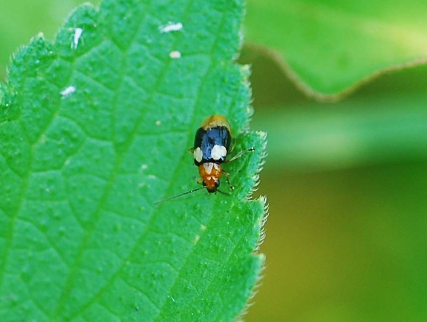 Monolepta quadriguttata