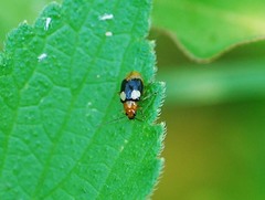 Monolepta quadriguttata
